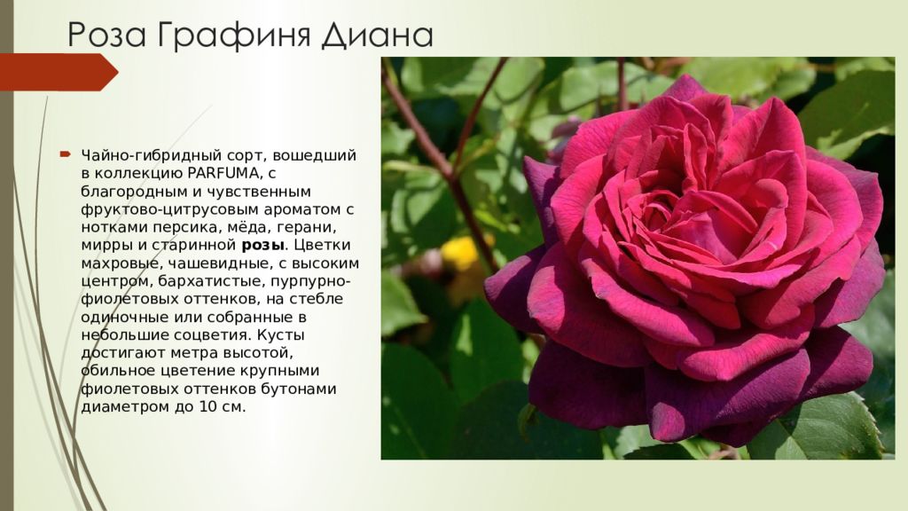 Розы кордес ?: характеристики, описание сорта, фото | qlumba.com