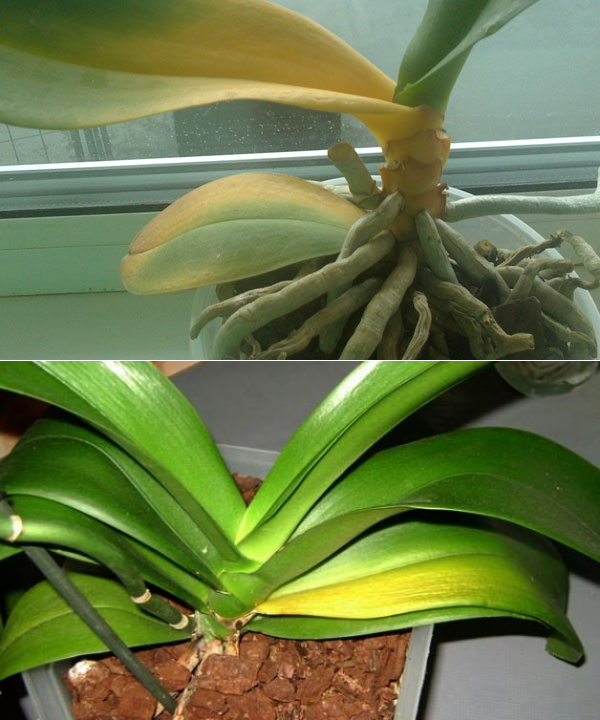 Почему желтеют листья у орхидеи? болезни и их лечение.