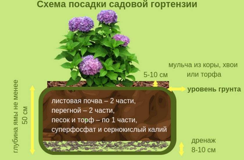 Садовая гортензия: особенности выращивания в открытом грунте
