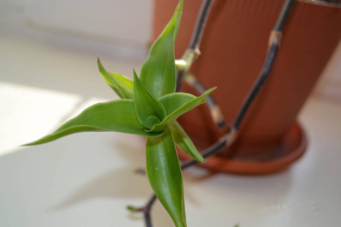 Золотой ус растение фото лечебные свойства комнатное растение
