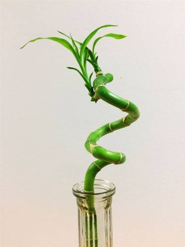 Бамбук домашний: выращивание, обрезка, формировка в спираль