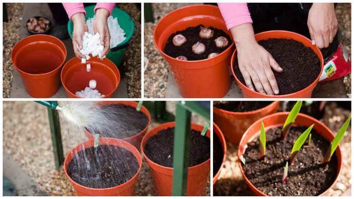 Как выращивать гладиолусы в горшках дома?