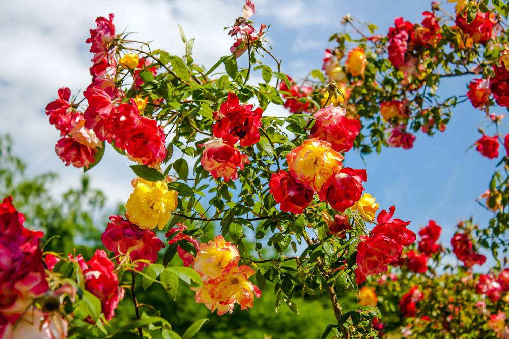 Полька: элегантная крупноцветковая роза-клаймбер
