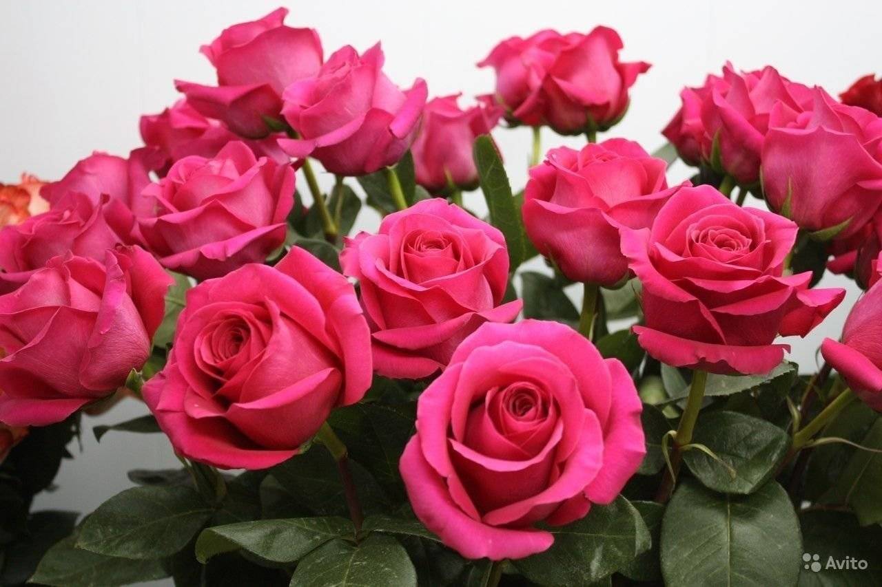 Роза пинк флойд (pink floyd): описание и сортовые характеристики + посадка и уход, применение цветка в ландшафте, отзывы