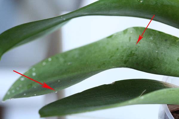 На листьях орхидеи липкие капли: почему они появляются еще на цветоносе и стволе, что это такое, от чего растение выделяет капельки жидкости, и причина белого налета русский фермер