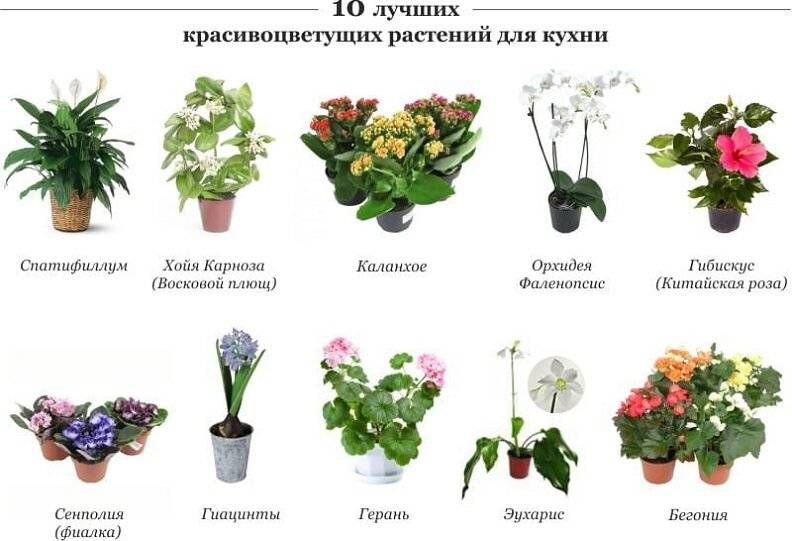 Комнатные цветы, которые должны быть в каждом доме