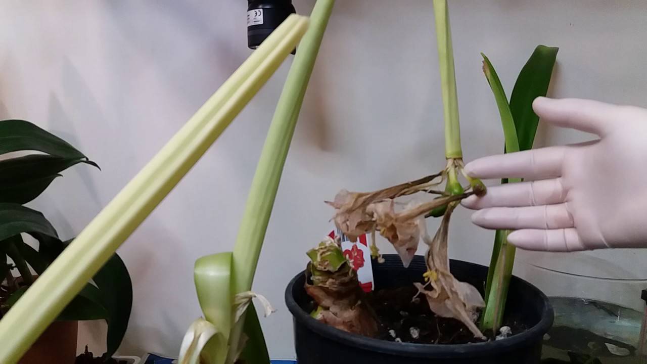 Гиппеаструм не дает стрелок: почему это происходит и как заставить растение цвести в домашних условиях?