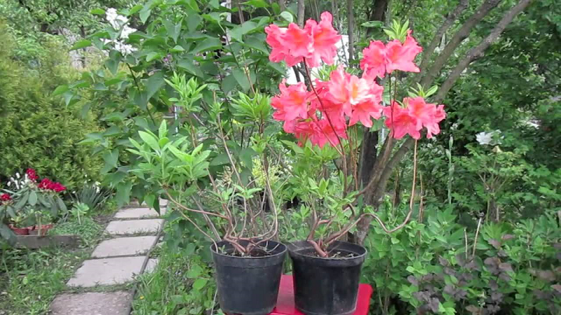 Рододендрон японский (азалия садовая): посадка и уход, фото, а также как укрыть на зиму selo.guru — интернет портал о сельском хозяйстве