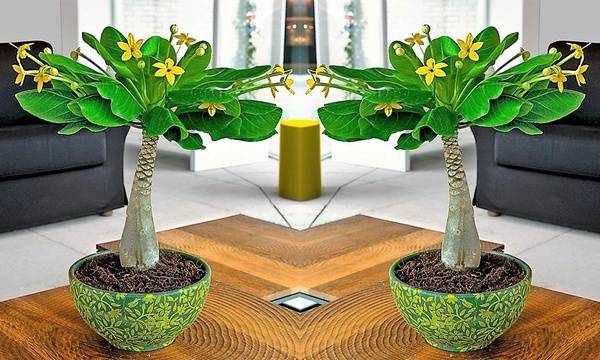 Бригамия великолепная комнатные растения