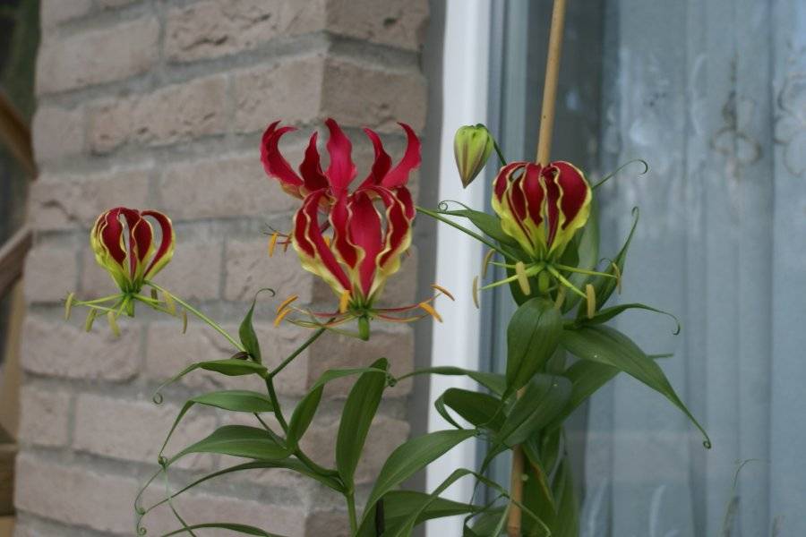 Цветок глориоза: 15 фото, уход, выращивание из семян в домашних условиях
