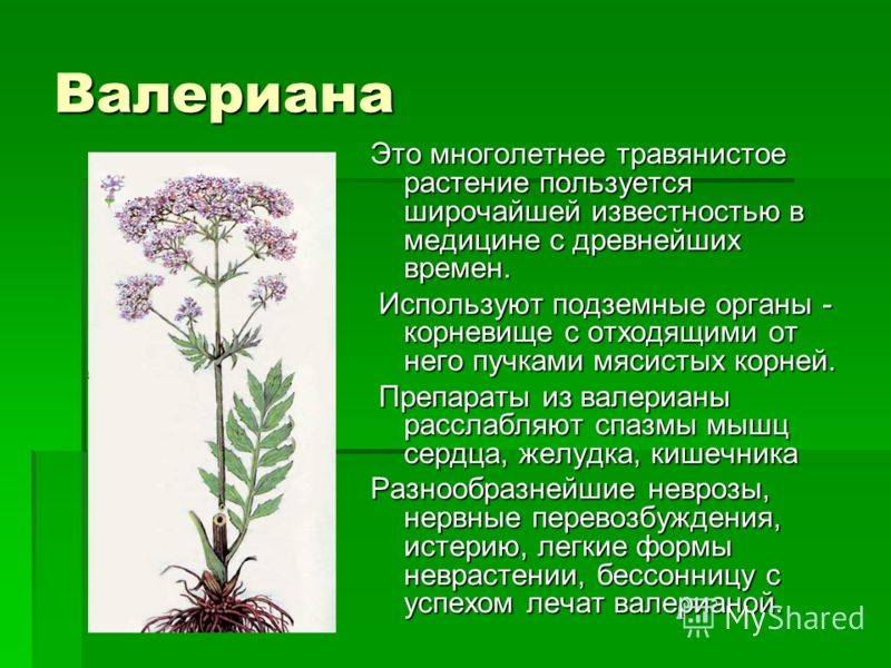 Чем знаменита валериана и какая она бывает? | растения | школажизни.ру