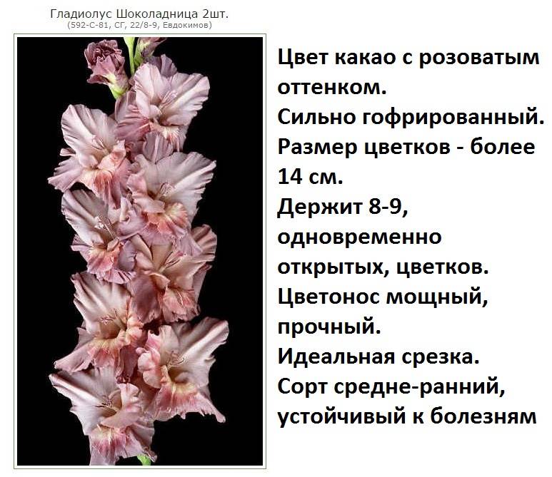Гладиолус — цветок-меч. уход, посадка, выращивание, размножение. болезни и вредители. виды. фото. — ботаничка