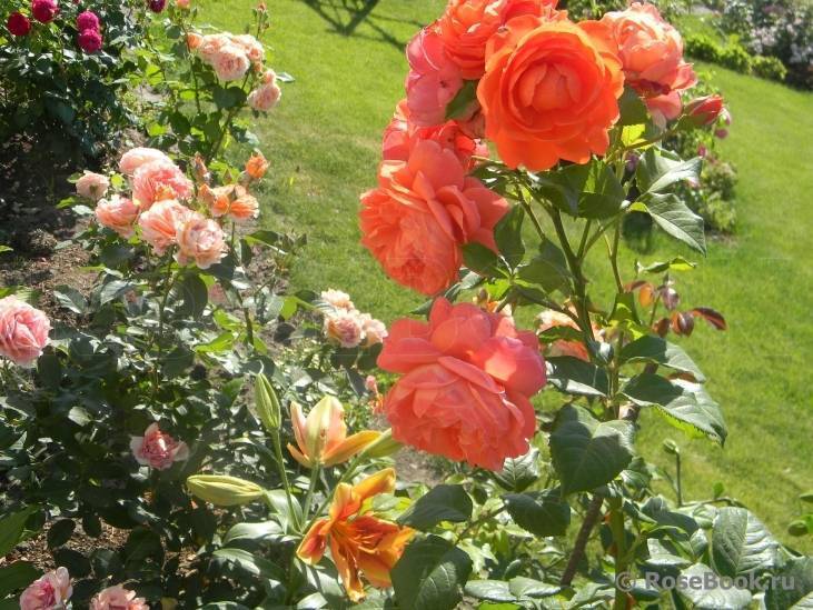 Самые ароматные и душистые розы - 20 сортов с фото и описанием | огородникам инфо