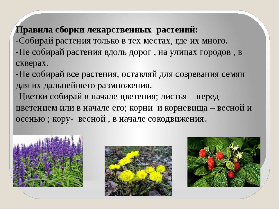 Лекарственные растения в медицине (травник)