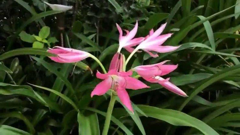 Кринум – цветок, который меняет все вокруг