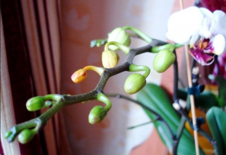 Если у орхидеи опали цветы: почему это происходит и как помочь растению?