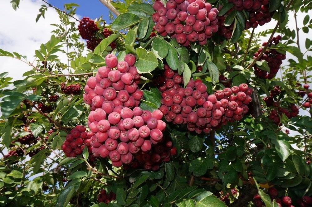 Колоновидные фруктовые деревья на даче: история, внешнее описание, плюсы и минусы, агротехника + популярные виды и сорта