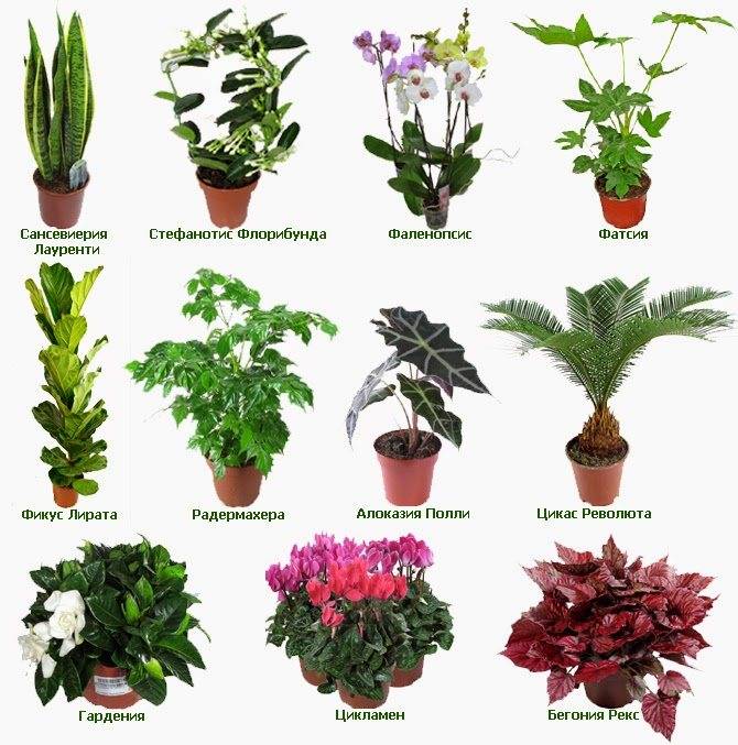 Цветущие комнатные растения фото и названия уход за ними