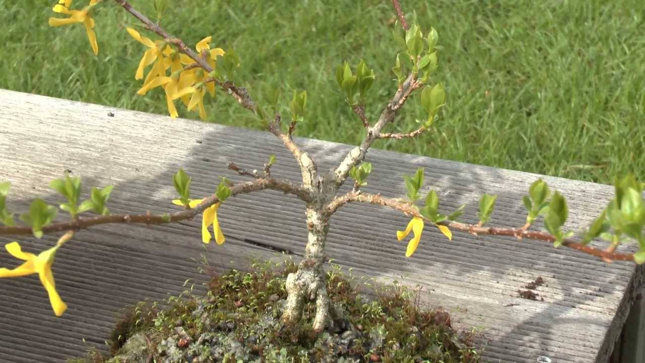 Правила размножения форзиции с помощью черенков летом, осенью, весной: как рассадить
