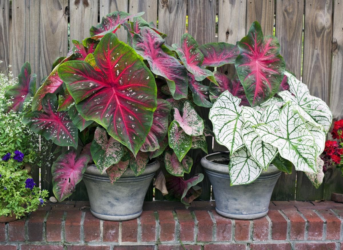 Многообразие каладиумов - комнатных растений с яркой и красивой окраской листвы