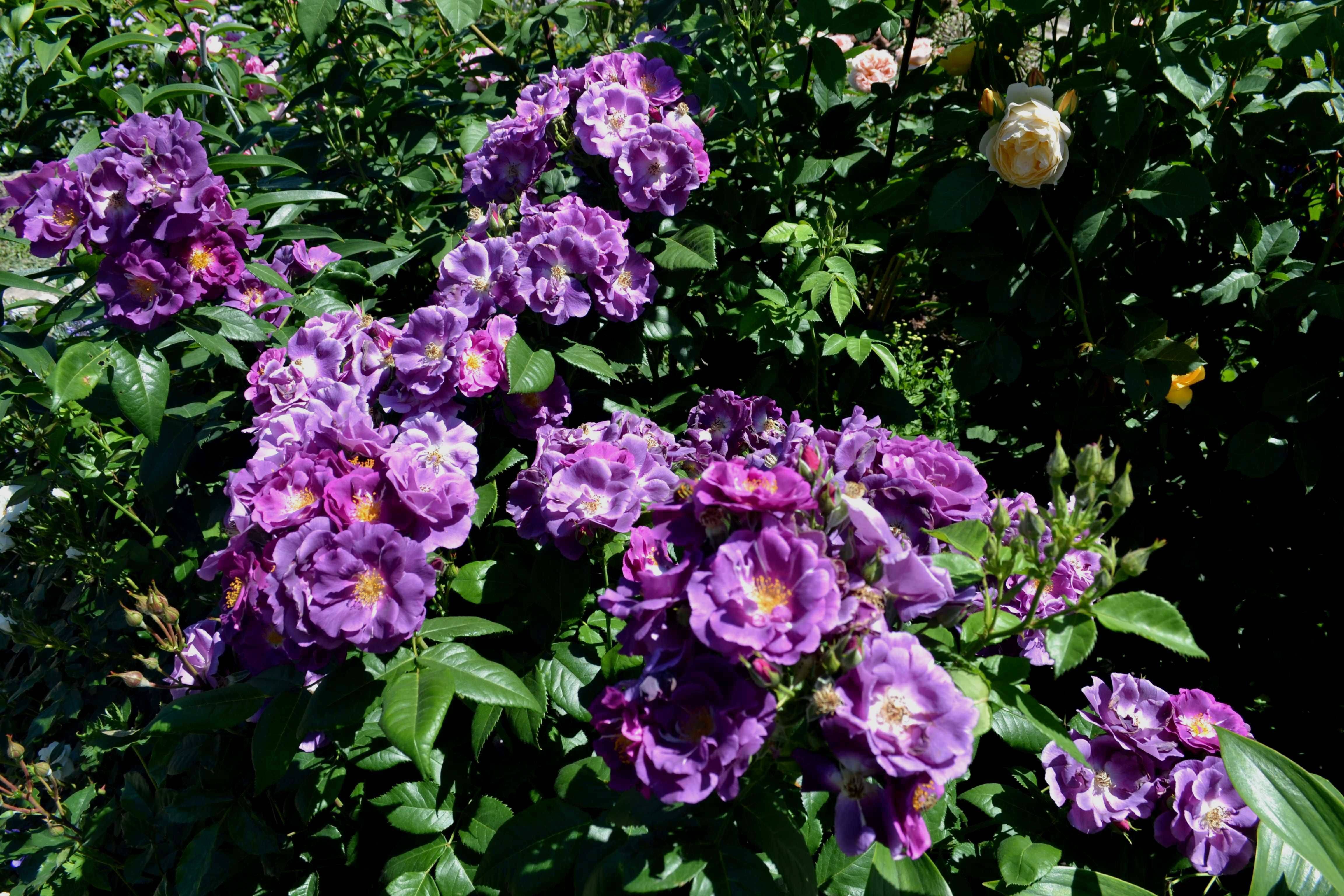 Английский сорт плетистой розы рапсодия ин блю: как ухаживать за голубым цветком