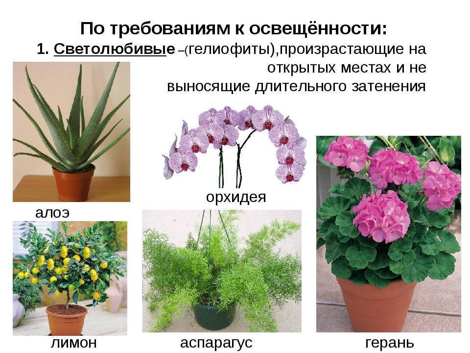 Комнатные цветы семенами каталог с фотографиями и названиями неприхотливые