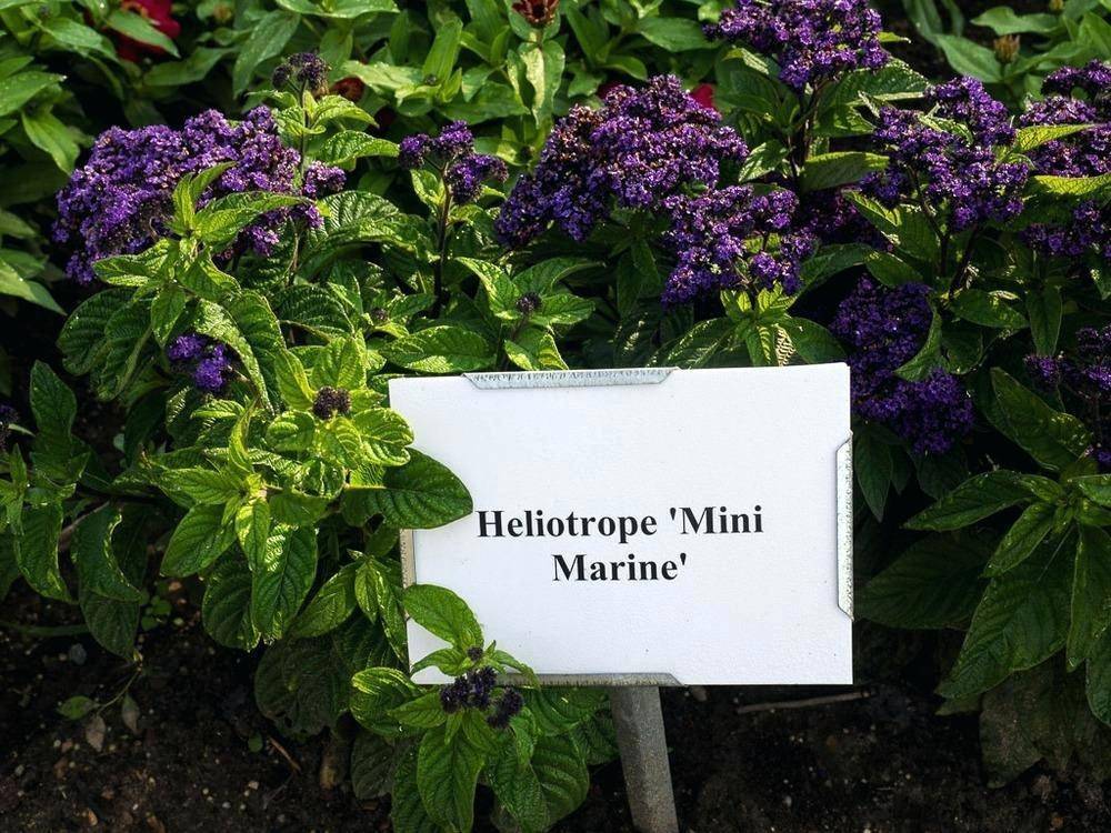 Цветок гелиотроп: посадка и уход, фото, выращивание в открытом грунте на даче