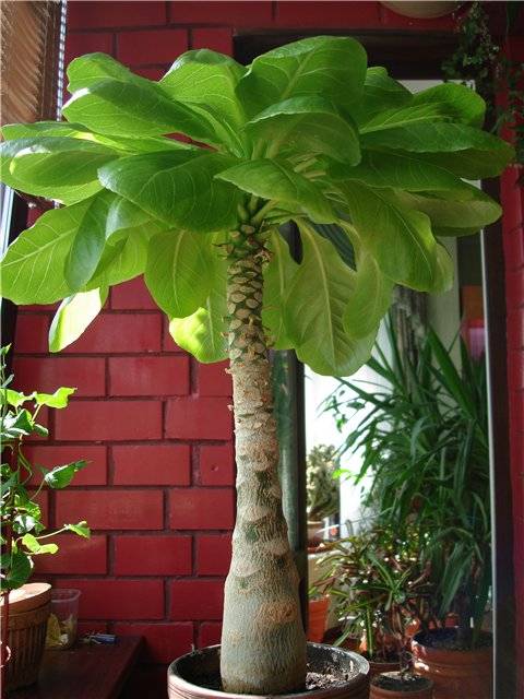 Бригамия: уход за гавайской пальмой в домашних условиях