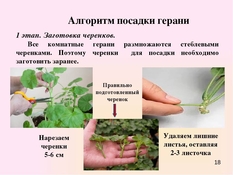 Как вырастить хорошую рассаду пеларгонии (герани): когда и как сажать, ухаживать, пикировать