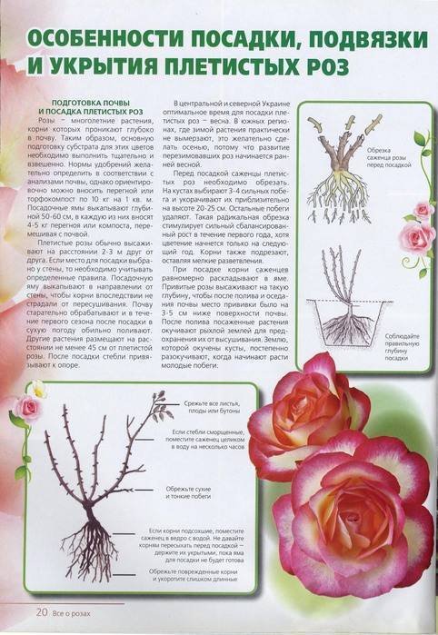 Эльф роза - описание сорта, основные характеристики, советы и отзывы по поводу выращивания