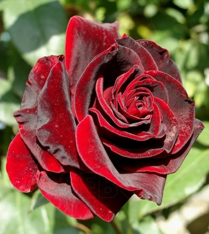 Чайно-гибридные розы: сорта, фото и описание, черная магия и другие названия