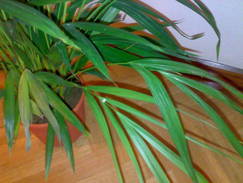 Арека хризалидокарпус (лат. areca chrysalidocarpus) – содержание и уход в комнатных условиях