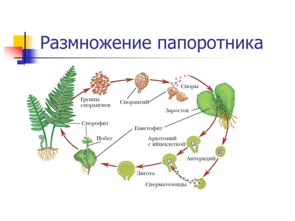 Размножение папоротников — схема и описание. обзор 3 способов размножения папоротников