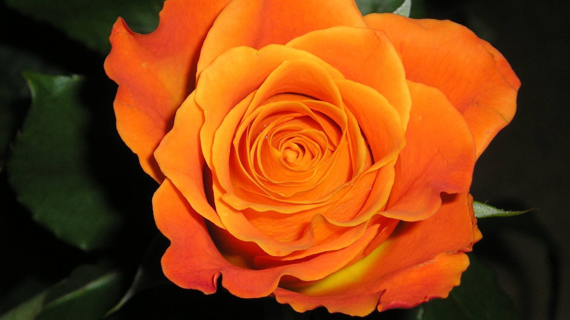 Сорта роз оранжевого цвета: какие бывают, наиболее популярные для посадки
