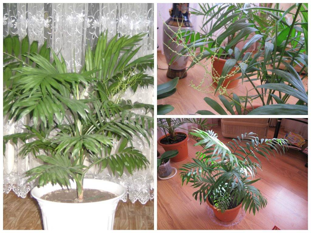 Хамедорея элеганс: уход в домашних условиях, польза и вред пальмы, и как быстро растет этот цветок?