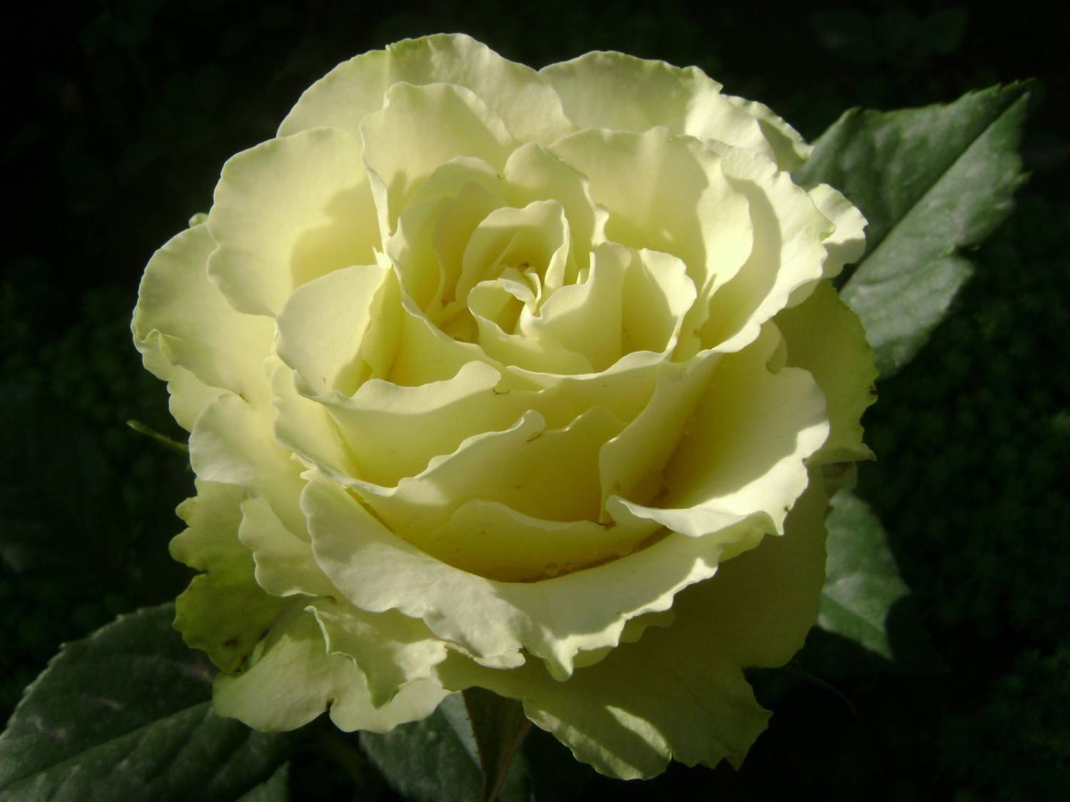 Агротехника чайно-гибридной розы сорта лимбо (доллар): посадка и уход