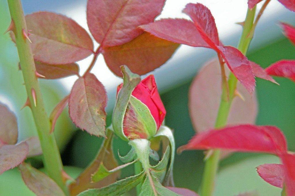 Почему у розы красные листья: основные причины