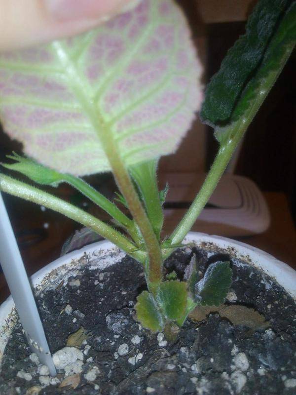 Глоксиния (синнингия): уход во время и после цветения, фото и размножение листом пошагово с фото