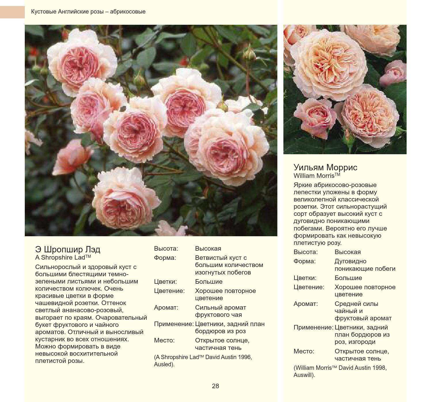 Английские розы: описание сортов
