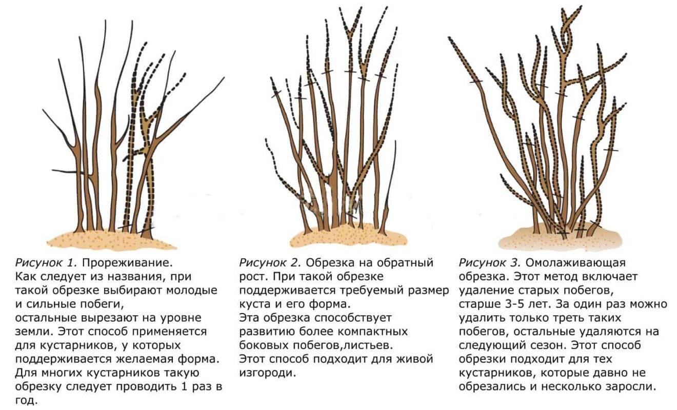 Омолаживающая обрезка чубушника: группа декоративные деревья и кустарники