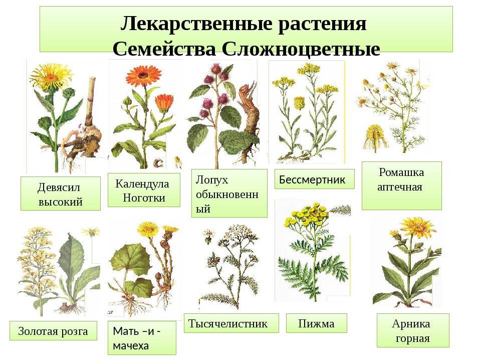 Названия лекарственных растений и виды, список