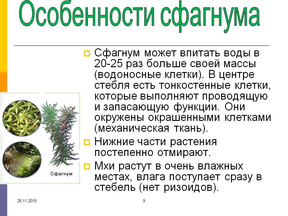 Мох сфагнум (сфагновый, болотный, белый): свойства, применение в медицине, цветоводстве, когда, как лучше собирать в лесу