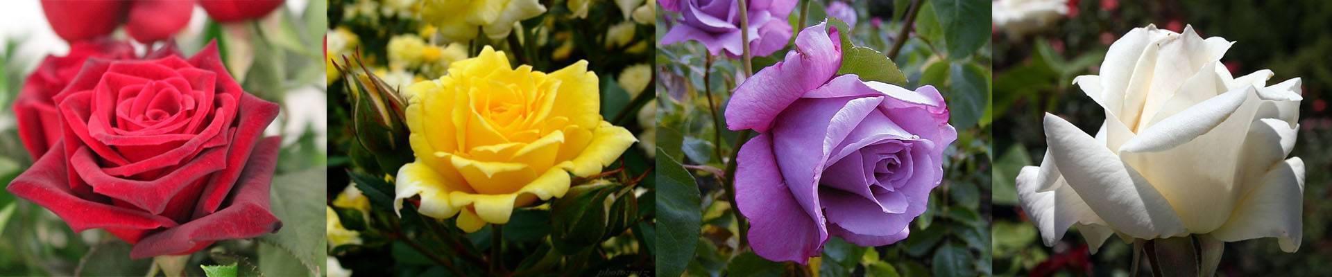Чайно-гибридные розы: сорта, уход, обрезка