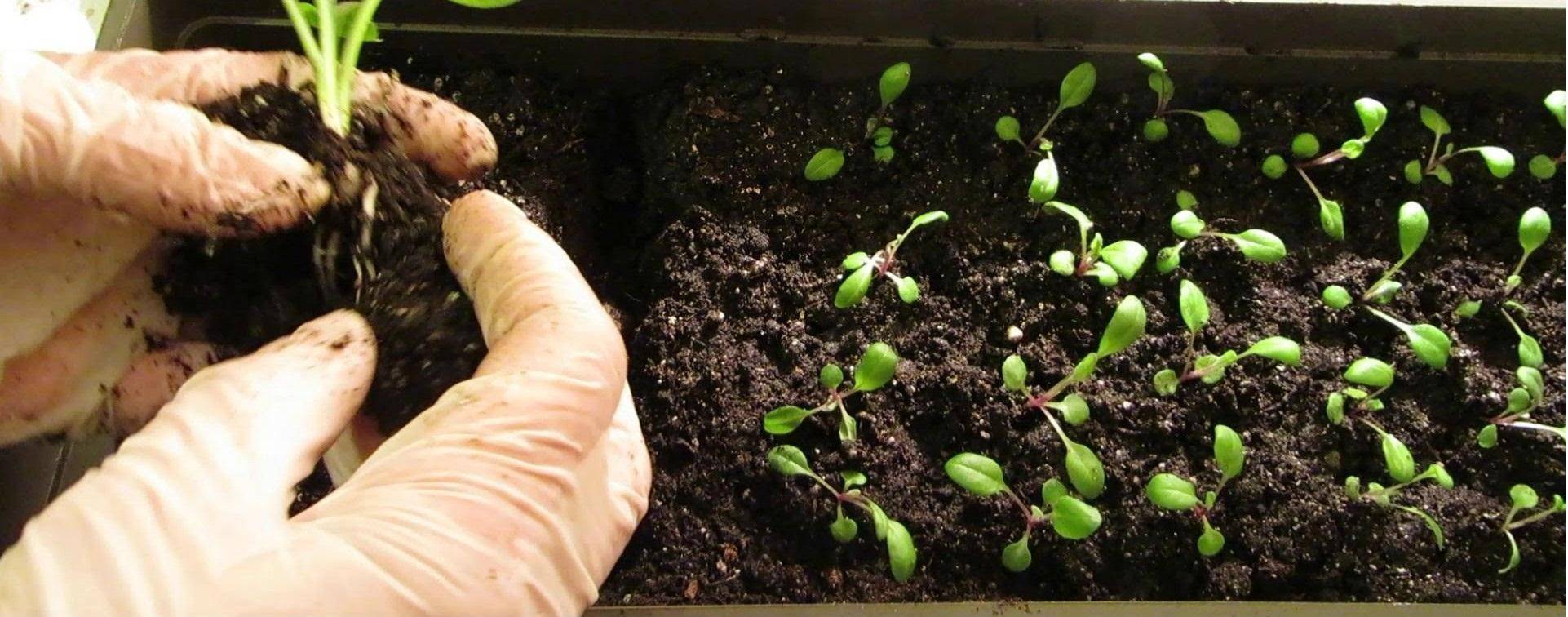 Кларкия изящная выращивание из семян кларкия посадка и уход в открытом грунте когда сажать фото цветов