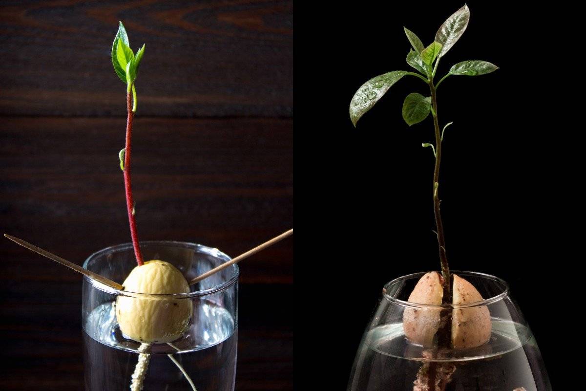 Как посадить авокадо в домашних условиях: все, что вам нужно знать | современные и модные кухни