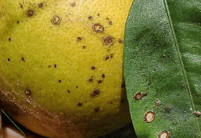 Болезни домашнего лимона - симптомы, причины, лечение, уход и профилактика заболеваний листьев и корней растения