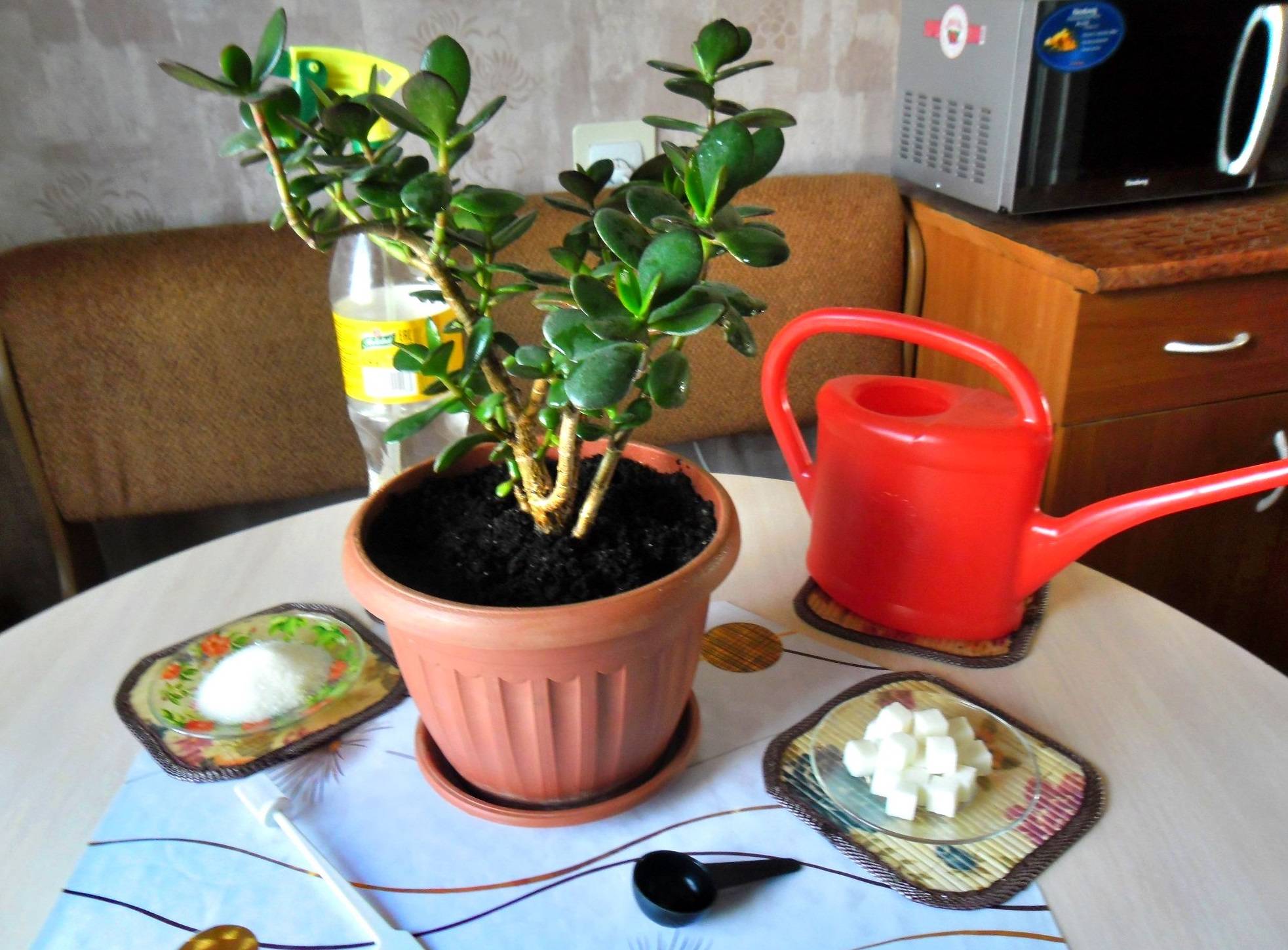 Денежное дерево (толстянка) выращивание и уход в домашних условиях