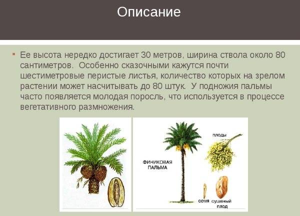 Финиковая пальма: описание, выращивание, уход и содержание в домашних условиях (120 фото + видео)