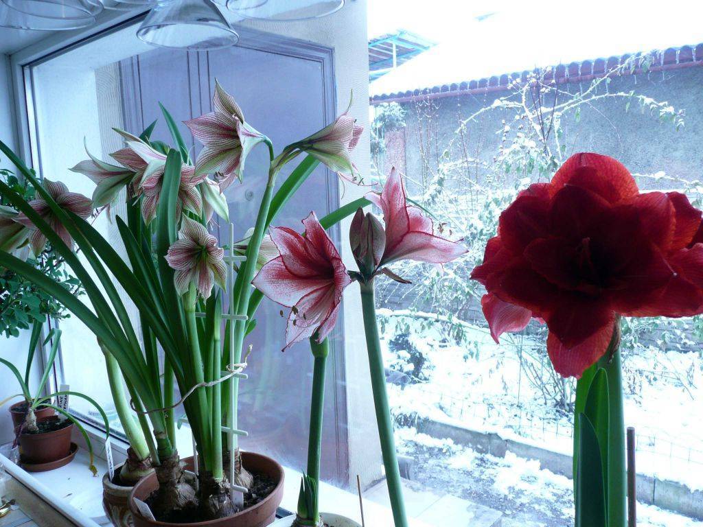Почему гиппеаструм не цветет и что делать в домашних условиях?