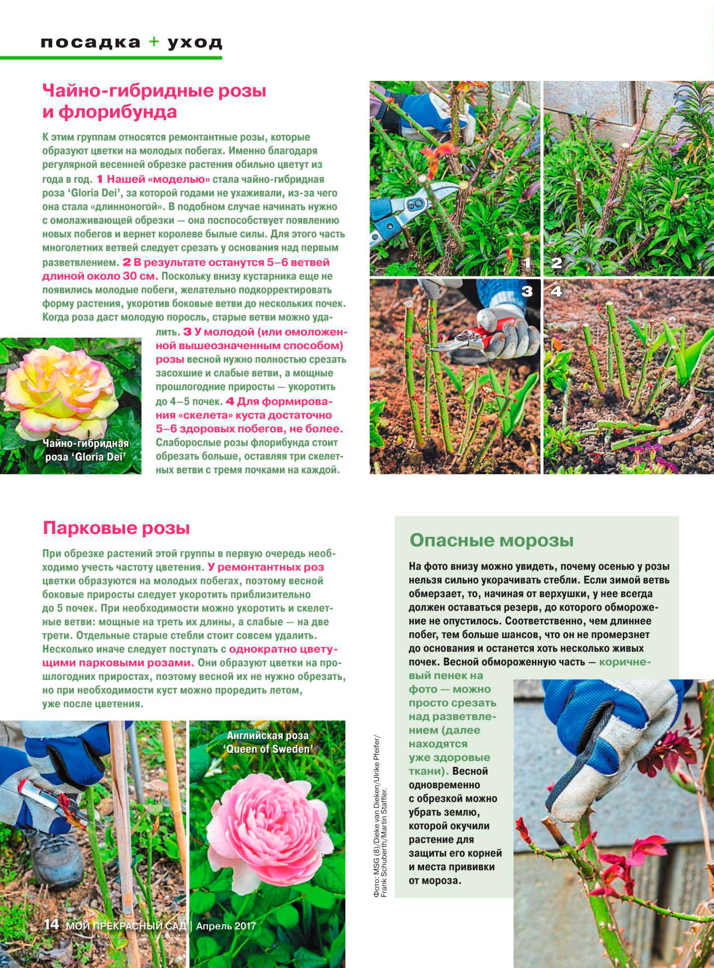 Розы чайно-гибридные- выращивание, современные технологии